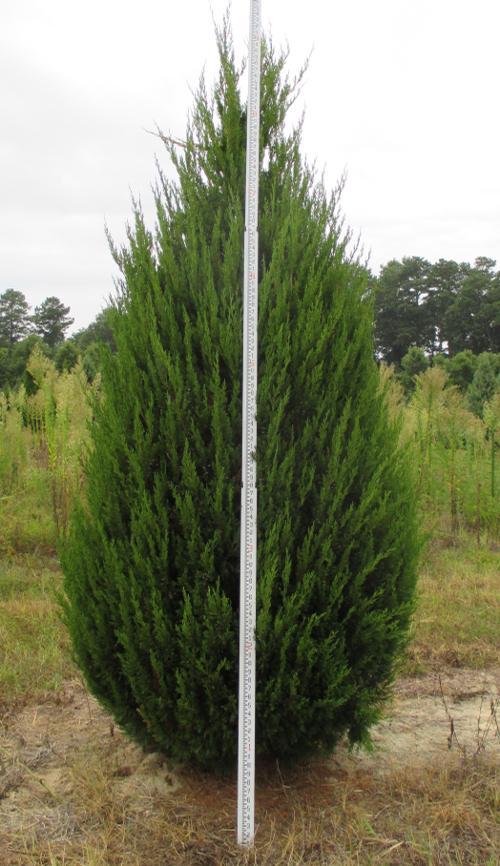 Juniperus Chinensis 'spartan' - View 29 from www redcrocus com