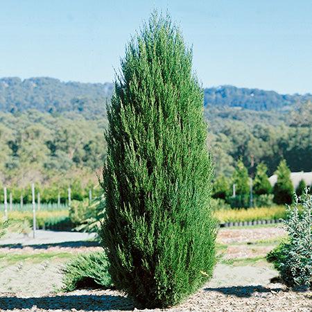Juniperus Chinensis 'spartan' - View 2 from www redcrocus com