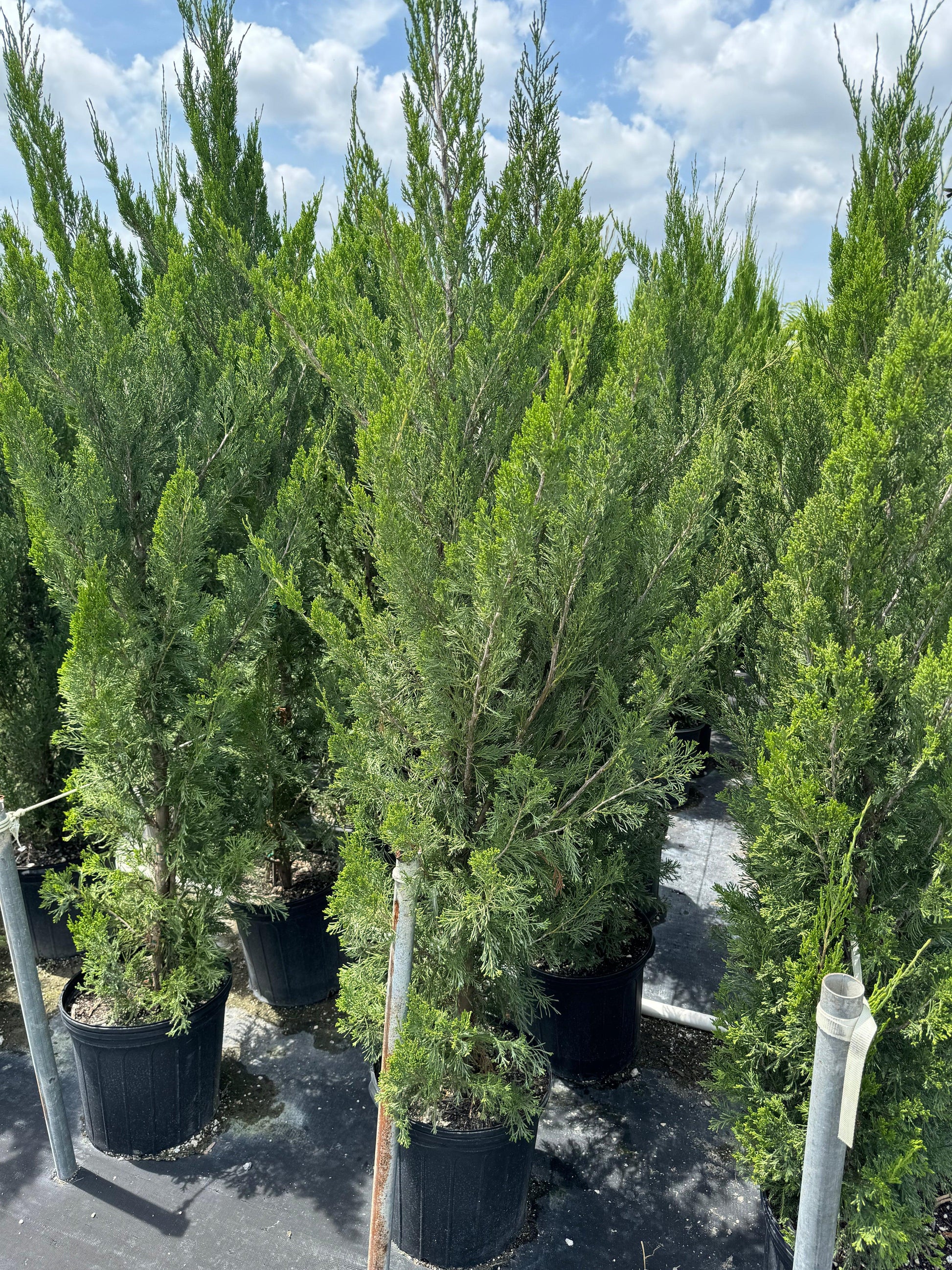 Juniperus Chinensis 'spartan' - View 31 from www redcrocus com