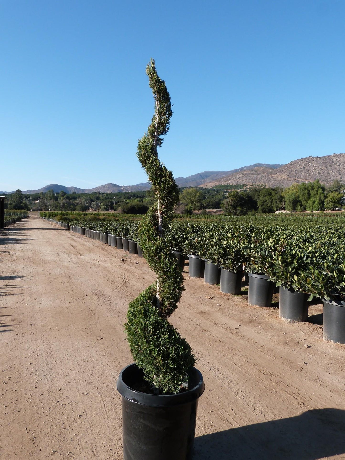 Juniperus Chinensis 'spartan' - View 33 from www redcrocus com
