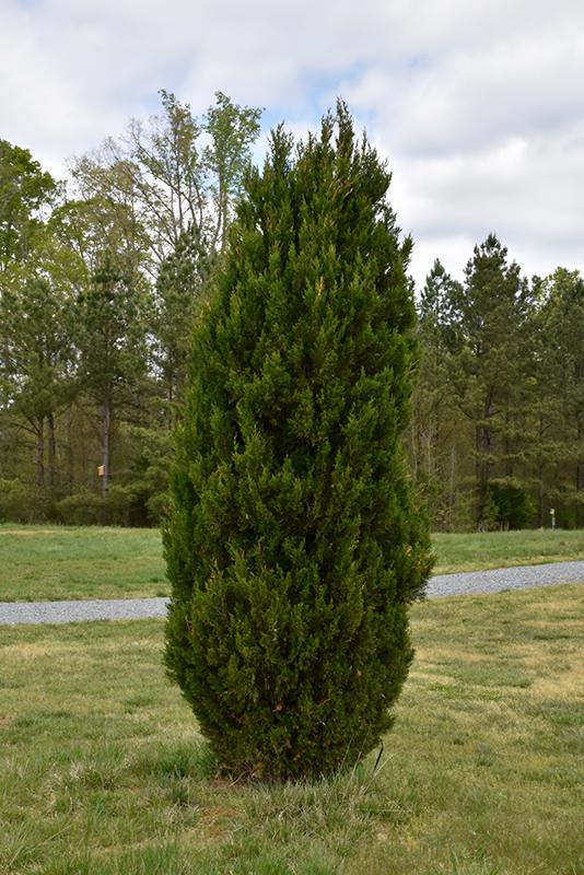 Juniperus Chinensis 'spartan' - View 34 from www redcrocus com
