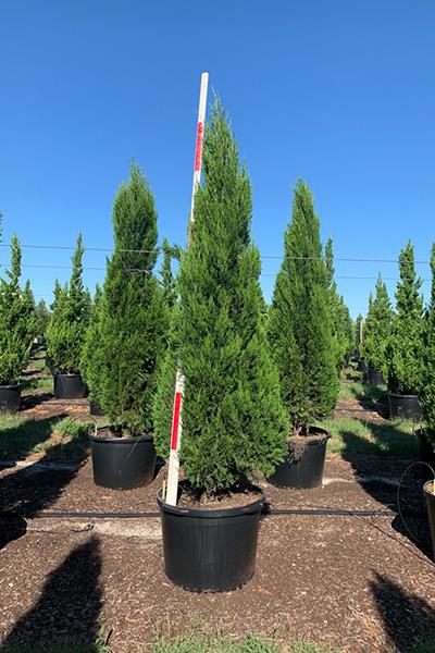 Juniperus Chinensis 'spartan' - View 35 from www redcrocus com