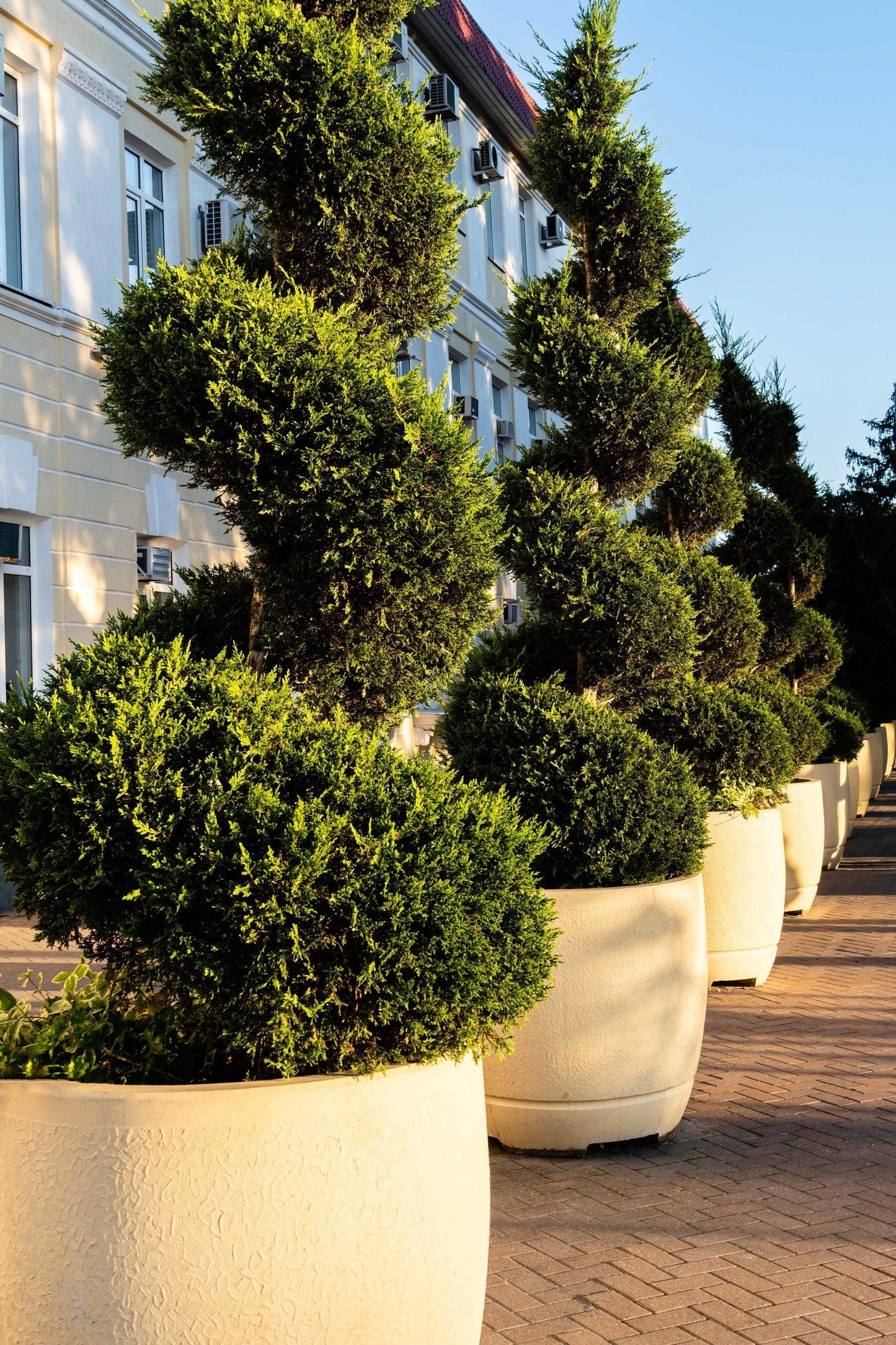 Juniperus Chinensis 'spartan' - View 37 from www redcrocus com