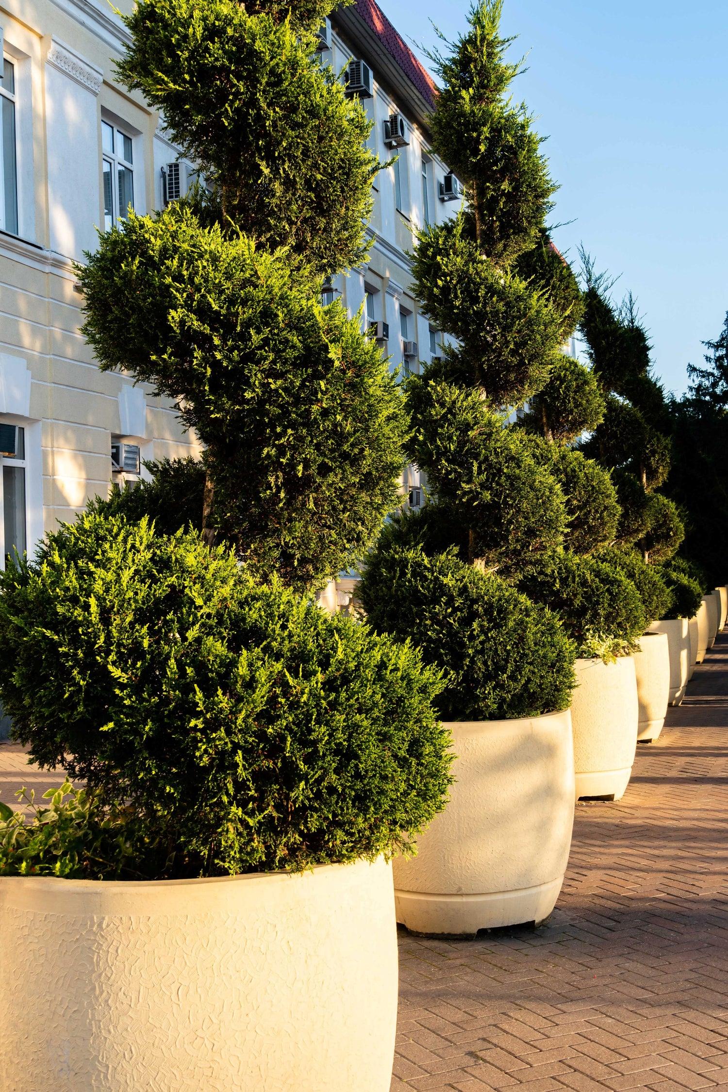 Juniperus Chinensis 'spartan' - View 37 from www redcrocus com