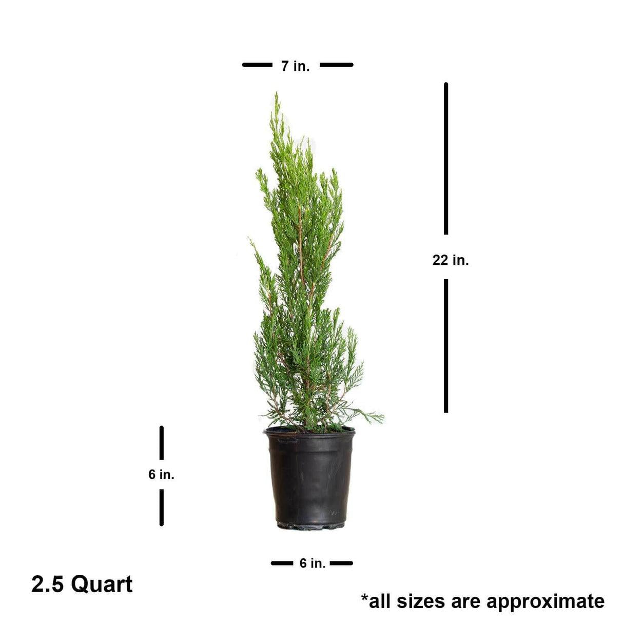 Juniperus Chinensis 'spartan' - View 38 from www redcrocus com