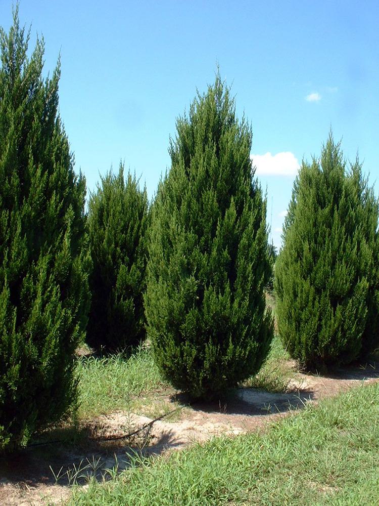 Juniperus Chinensis 'spartan' - View 5 from www redcrocus com