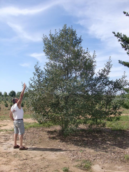 Ilex Opaca 'wyetta' - View 1 from www redcrocus com