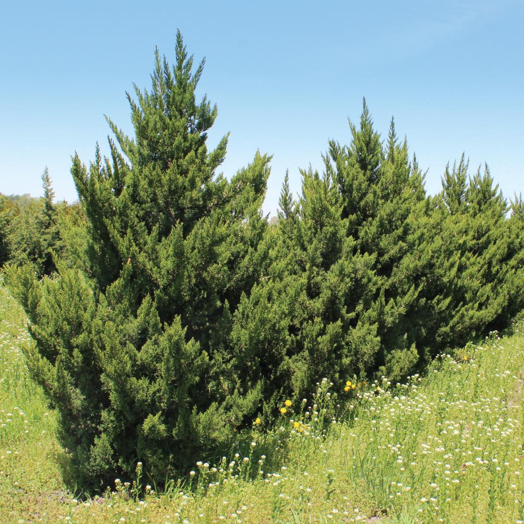 Juniperus Chinensis 'hooks' - View 10 from www redcrocus com