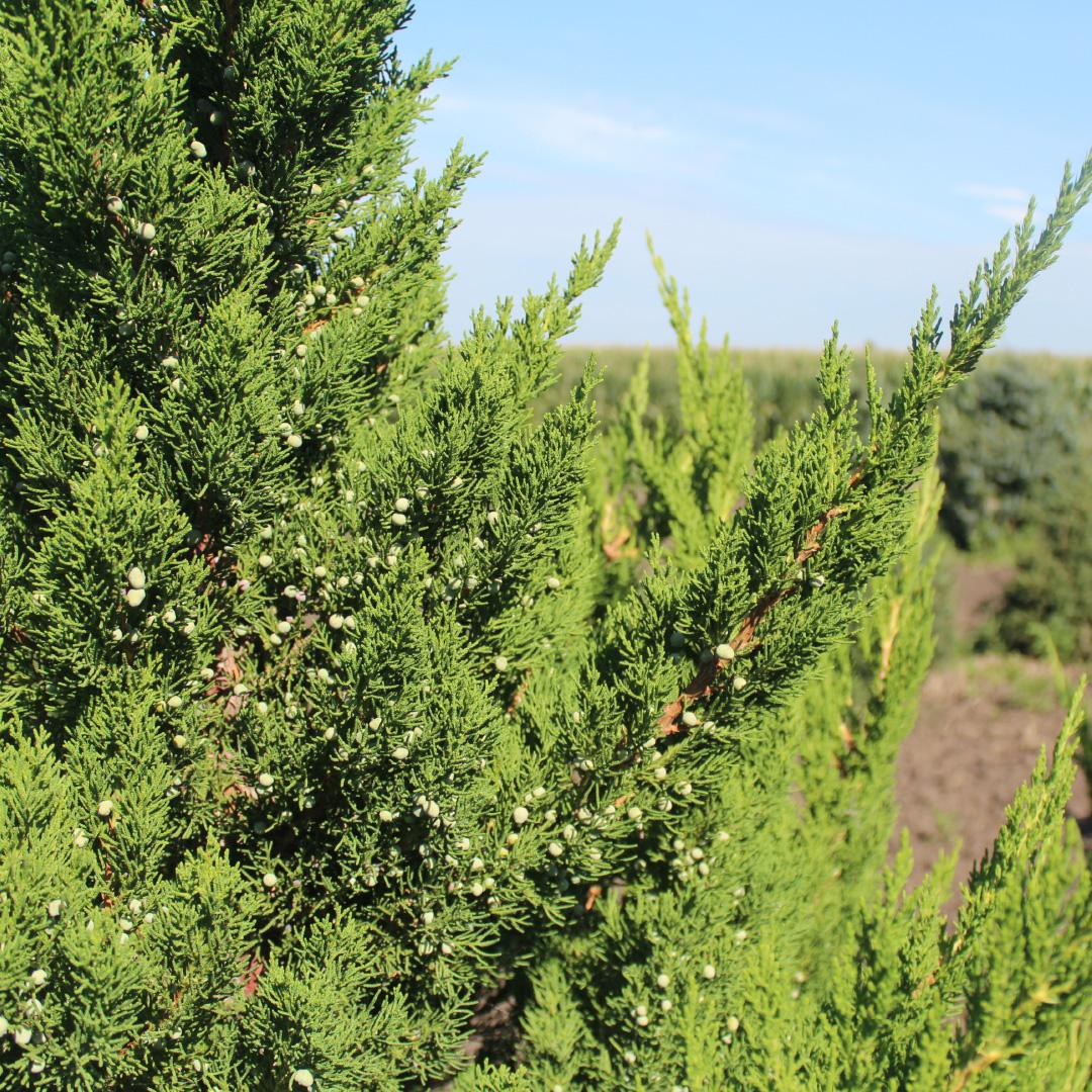 Juniperus Chinensis 'hooks' - View 11 from www redcrocus com