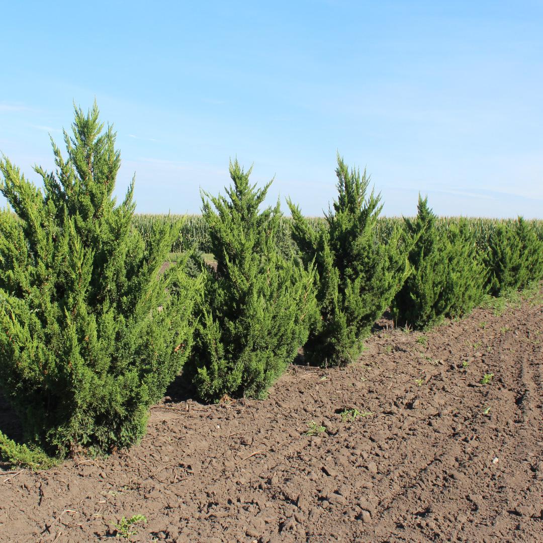 Juniperus Chinensis 'hooks' - View 12 from www redcrocus com