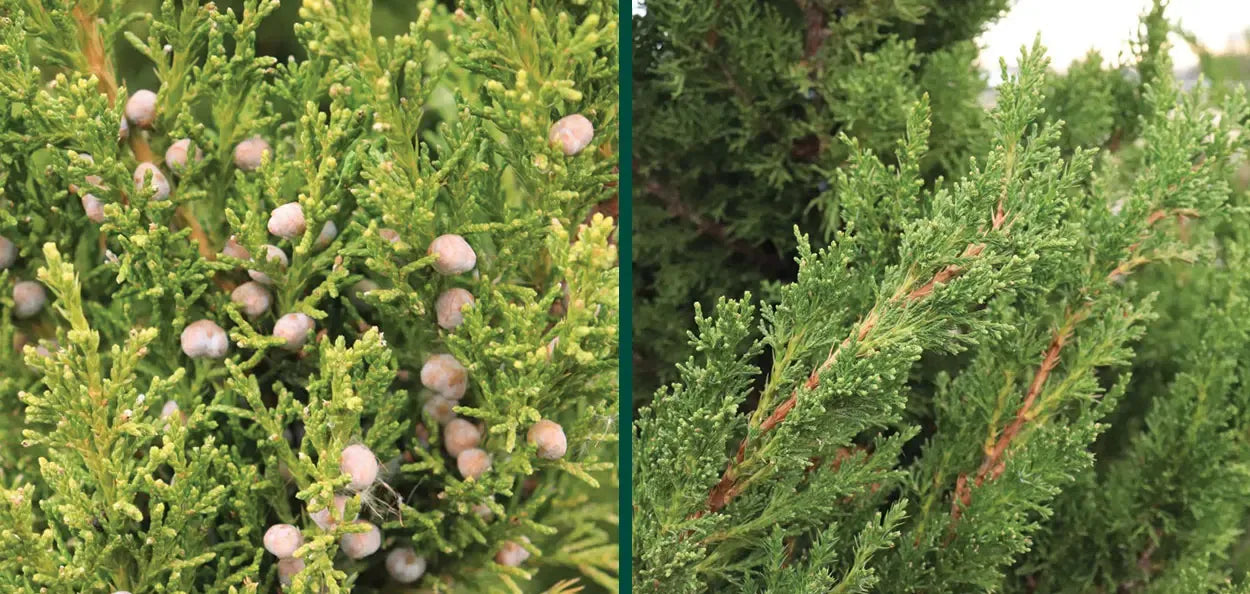 Juniperus Chinensis 'hooks' - View 13 from www redcrocus com