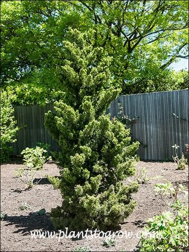 Juniperus Chinensis 'hooks' - View 14 from www redcrocus com