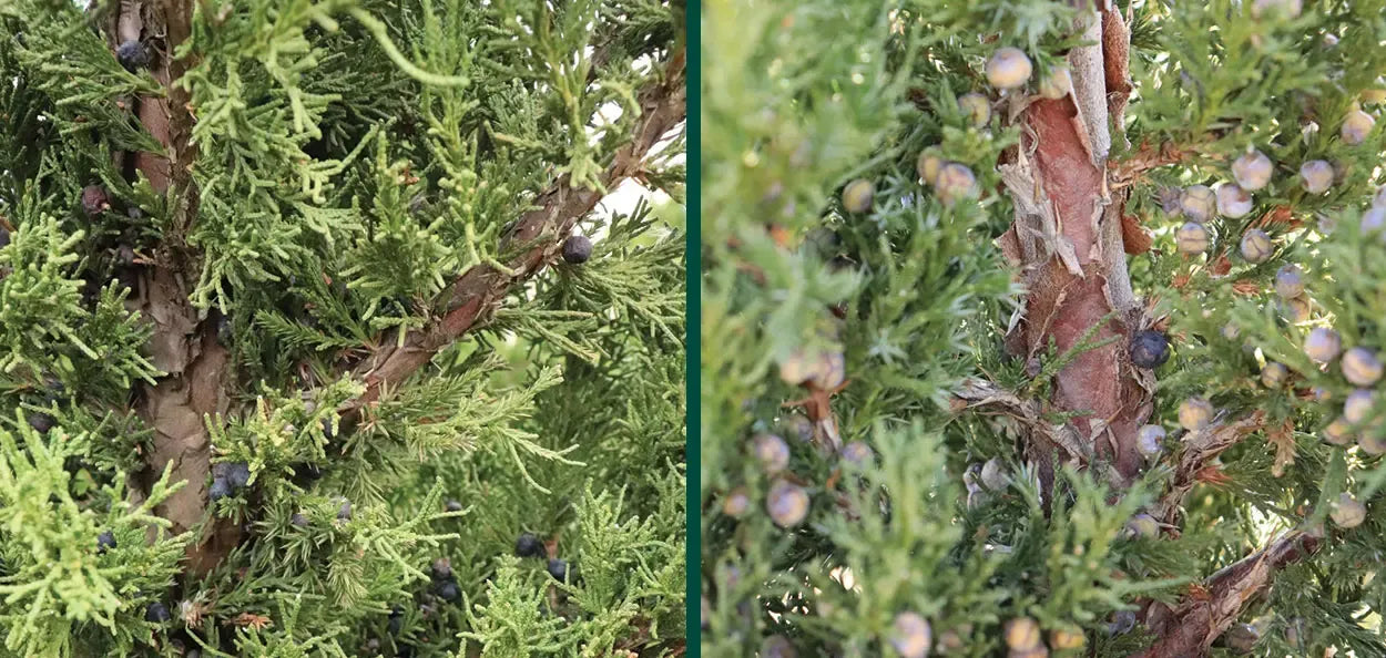 Juniperus Chinensis 'hooks' - View 15 from www redcrocus com