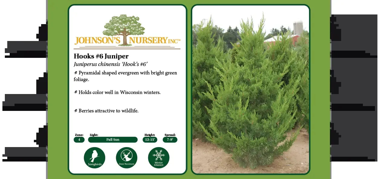 Juniperus Chinensis 'hooks' - View 17 from www redcrocus com