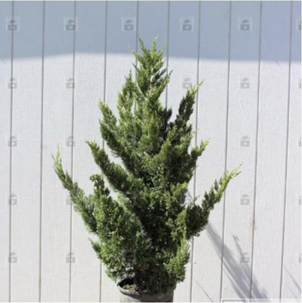 Juniperus Chinensis 'hooks' - View 18 from www redcrocus com