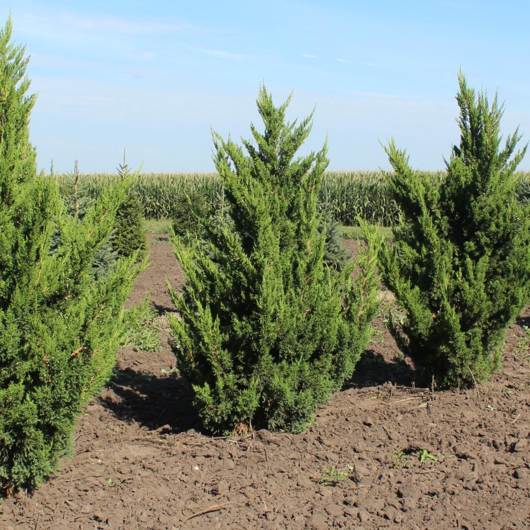 Juniperus Chinensis 'hooks' - View 1 from www redcrocus com