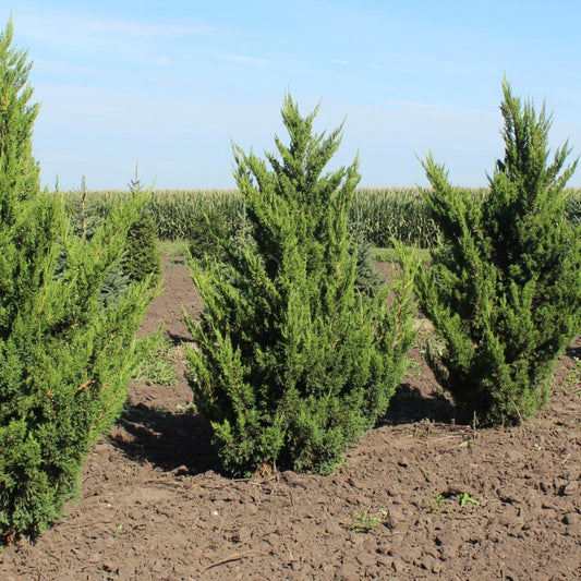 Juniperus Chinensis 'hooks' - View 1 from www redcrocus com