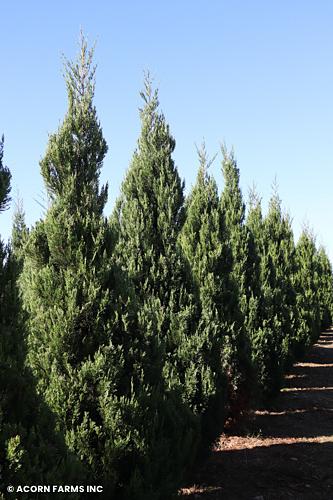 Juniperus Chinensis 'hooks' - View 22 from www redcrocus com