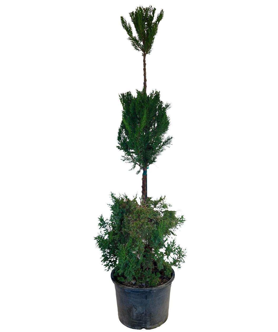 Juniperus Chinensis 'hooks' - View 24 from www redcrocus com
