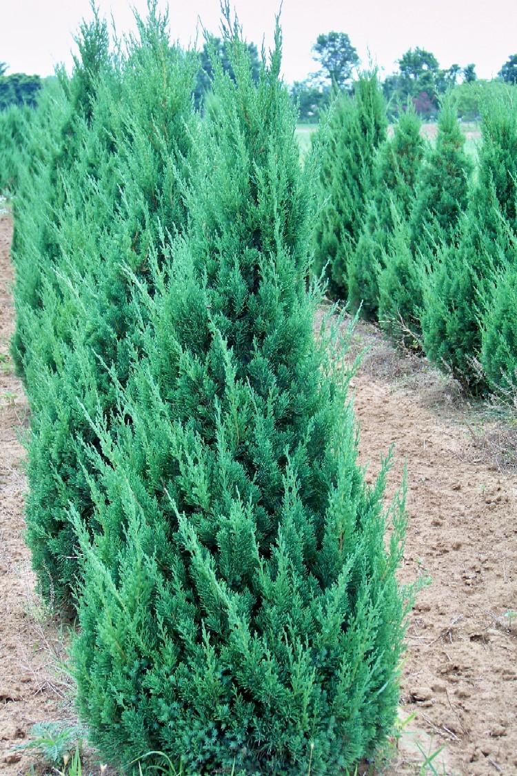 Juniperus Chinensis 'hooks' - View 25 from www redcrocus com