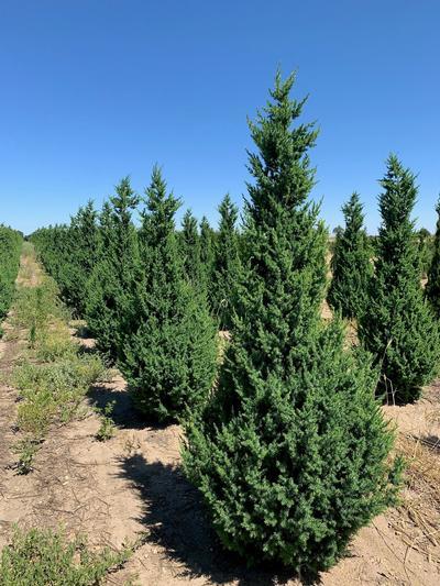 Juniperus Chinensis 'hooks' - View 26 from www redcrocus com