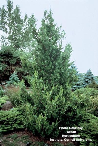 Juniperus Chinensis 'hooks' - View 27 from www redcrocus com