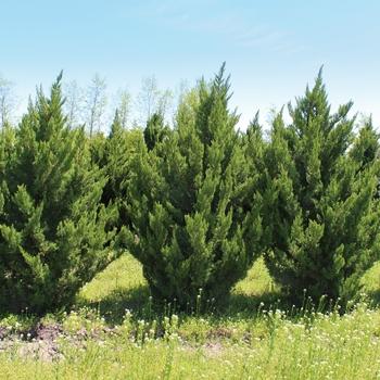Juniperus Chinensis 'hooks' - View 28 from www redcrocus com