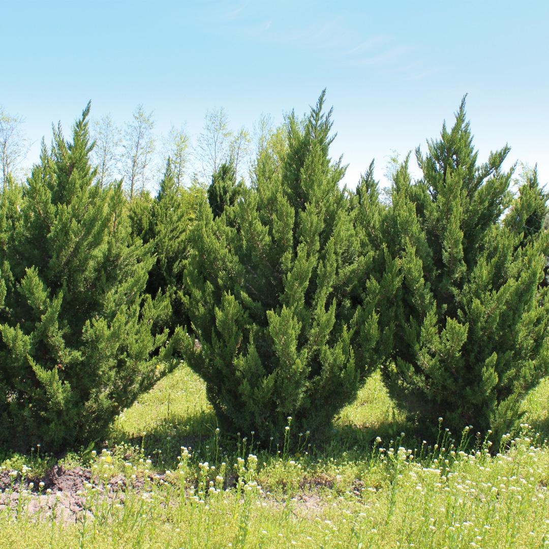 Juniperus Chinensis 'hooks' - View 2 from www redcrocus com
