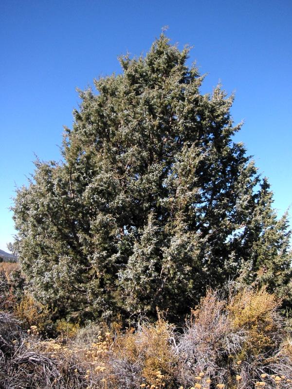 Juniperus Chinensis 'hooks' - View 30 from www redcrocus com