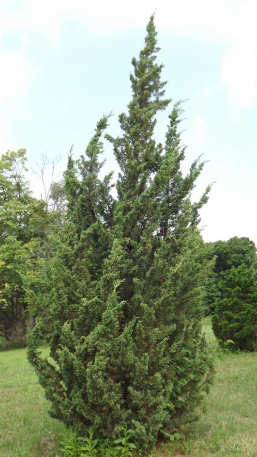 Juniperus Chinensis 'hooks' - View 31 from www redcrocus com