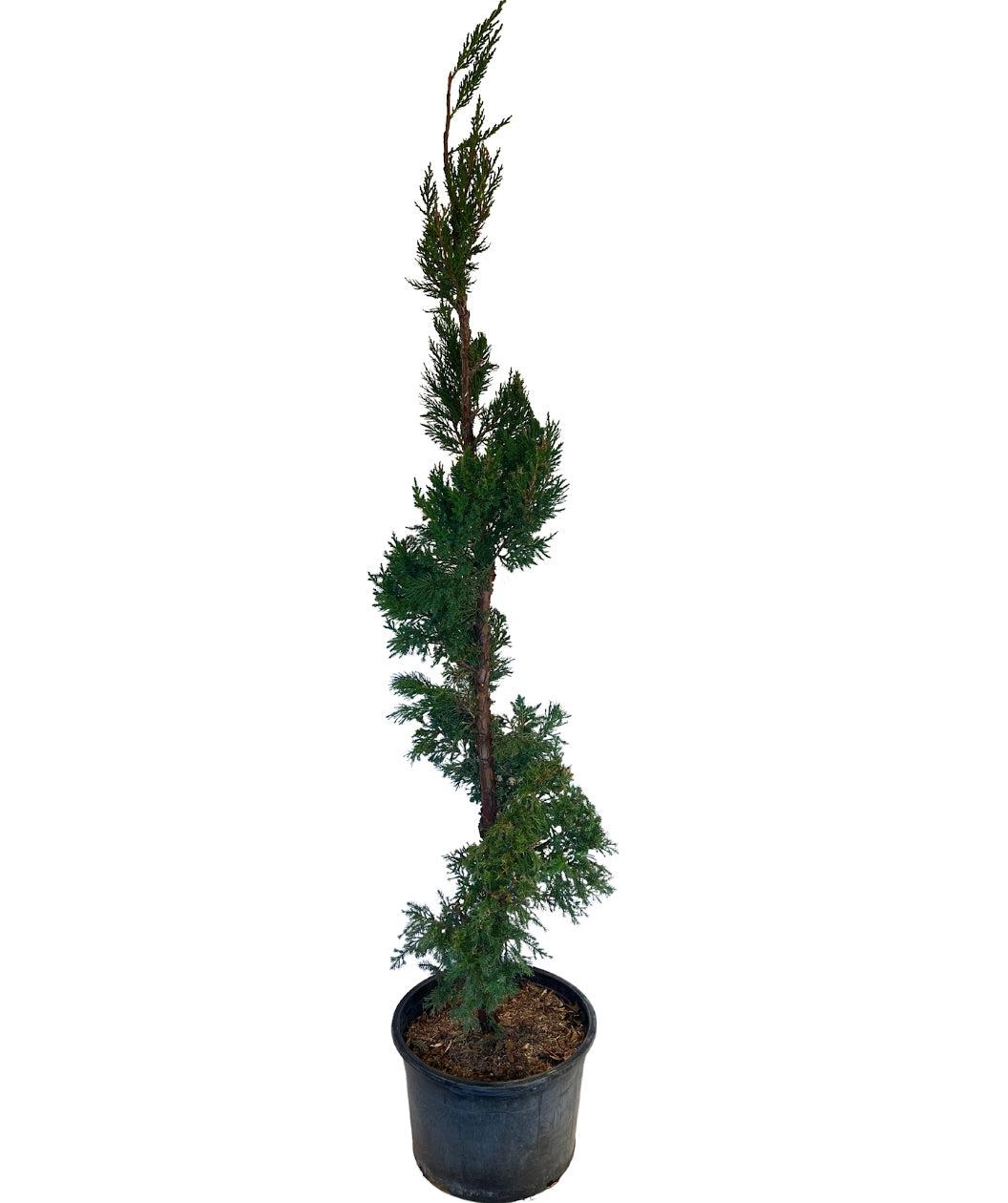 Juniperus Chinensis 'hooks' - View 34 from www redcrocus com