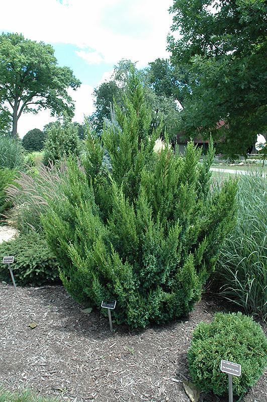 Juniperus Chinensis 'hooks' - View 3 from www redcrocus com