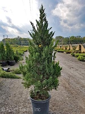 Juniperus Chinensis 'hooks' - View 4 from www redcrocus com