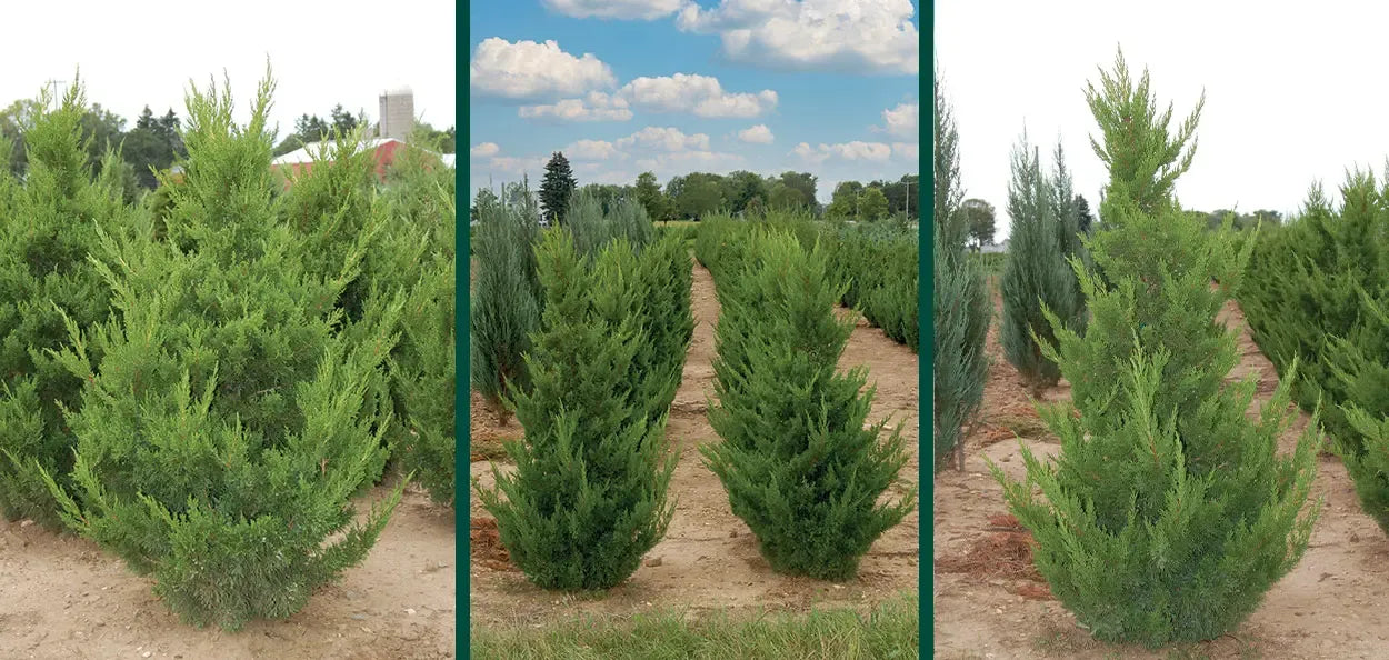 Juniperus Chinensis 'hooks' - View 5 from www redcrocus com