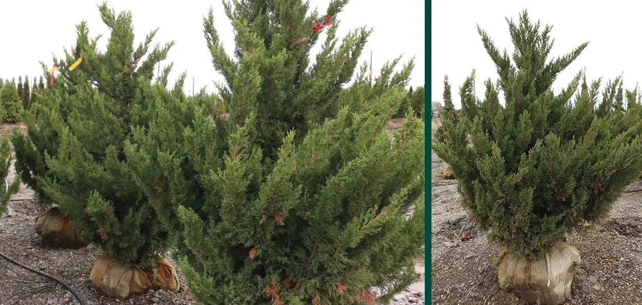 Juniperus Chinensis 'hooks' - View 6 from www redcrocus com