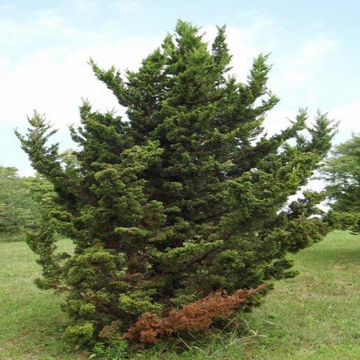 Juniperus Chinensis 'hooks' - View 7 from www redcrocus com
