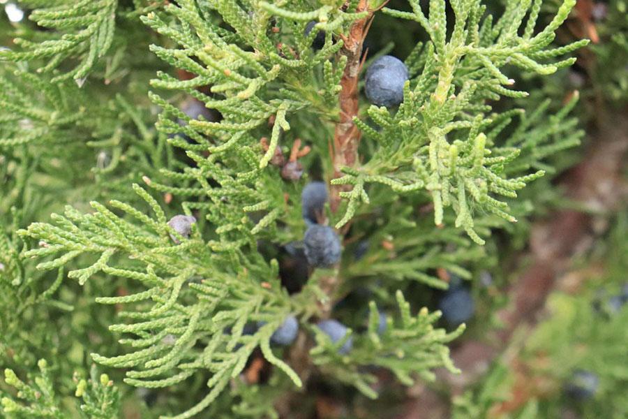 Juniperus Chinensis 'hooks' - View 8 from www redcrocus com