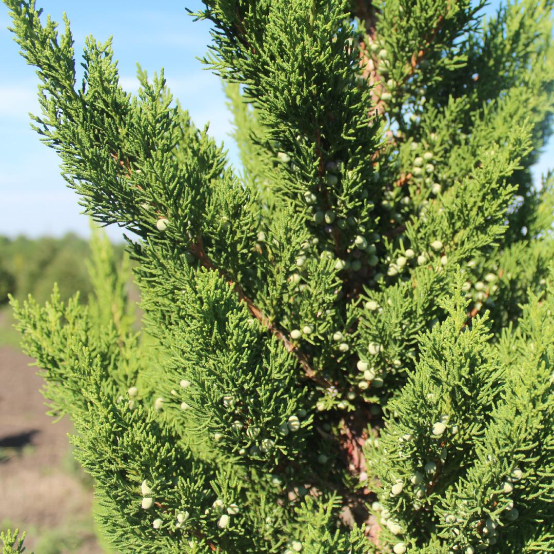 Juniperus Chinensis 'hooks' - View 9 from www redcrocus com