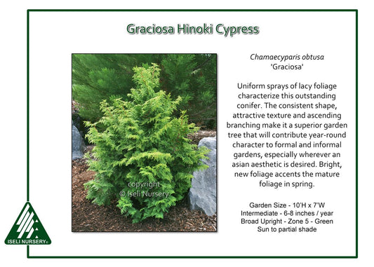 Chamaecyparis Obtusa 'graciosa' - View 1 from www redcrocus com