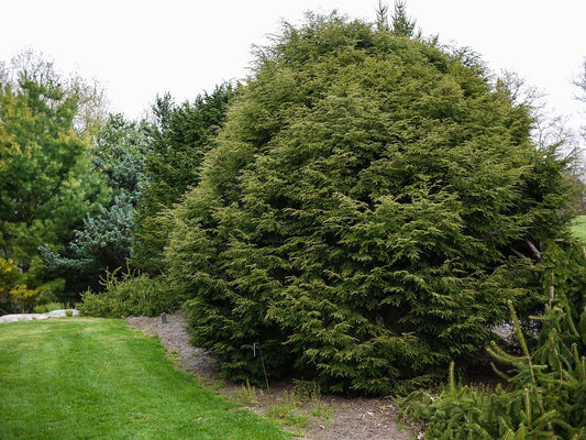 Tsuga Canadensis 'stewart's Gem' - View 1 from www redcrocus com