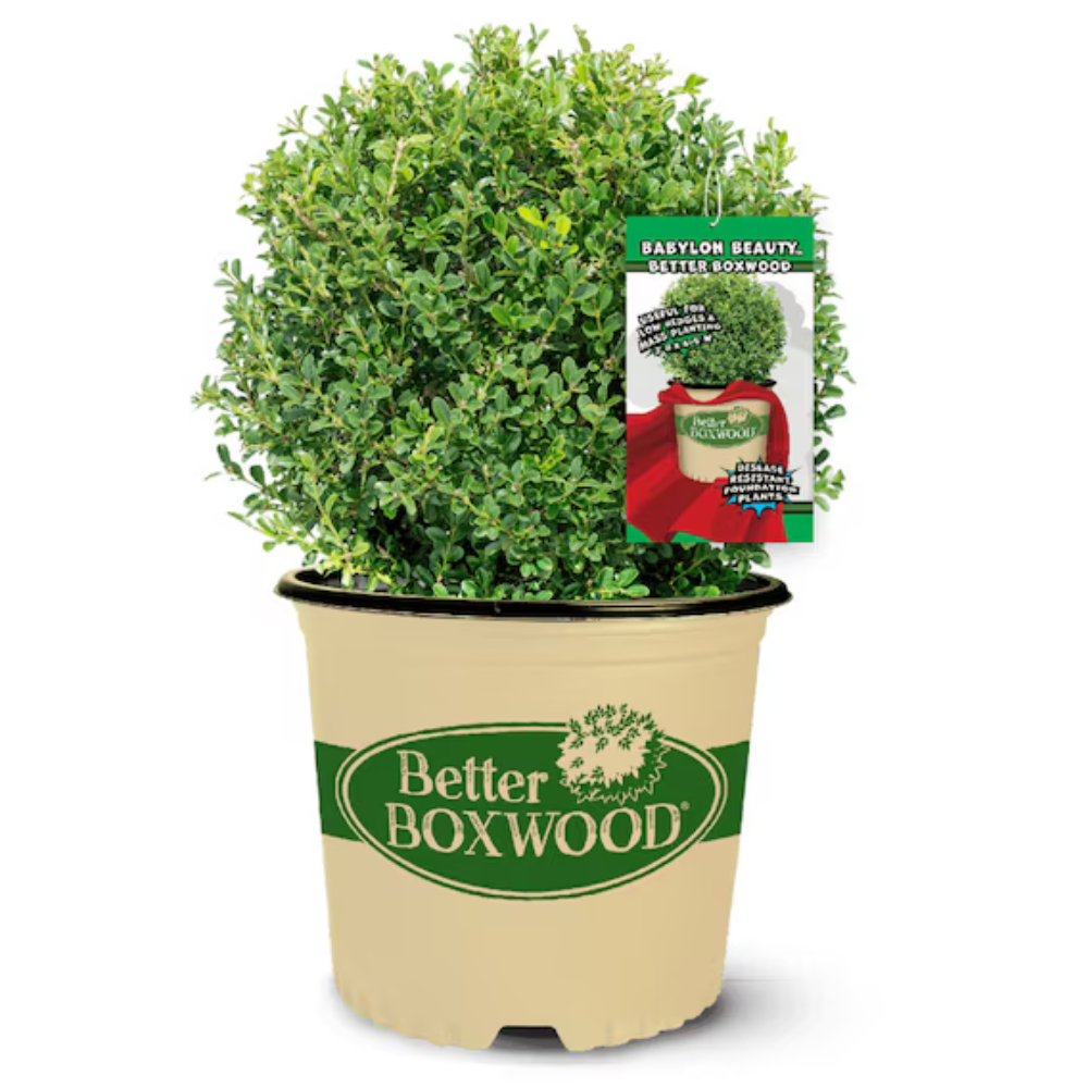 Buxus 'babylon Beauty' - View 10 from www redcrocus com