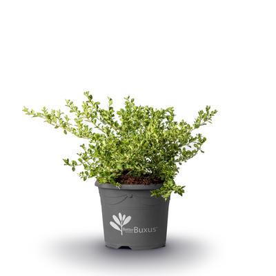 Buxus 'babylon Beauty' - View 12 from www redcrocus com