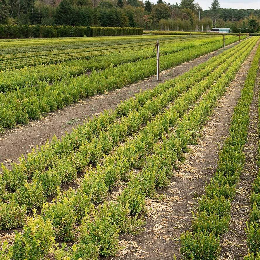 Buxus 'babylon Beauty' - View 14 from www redcrocus com