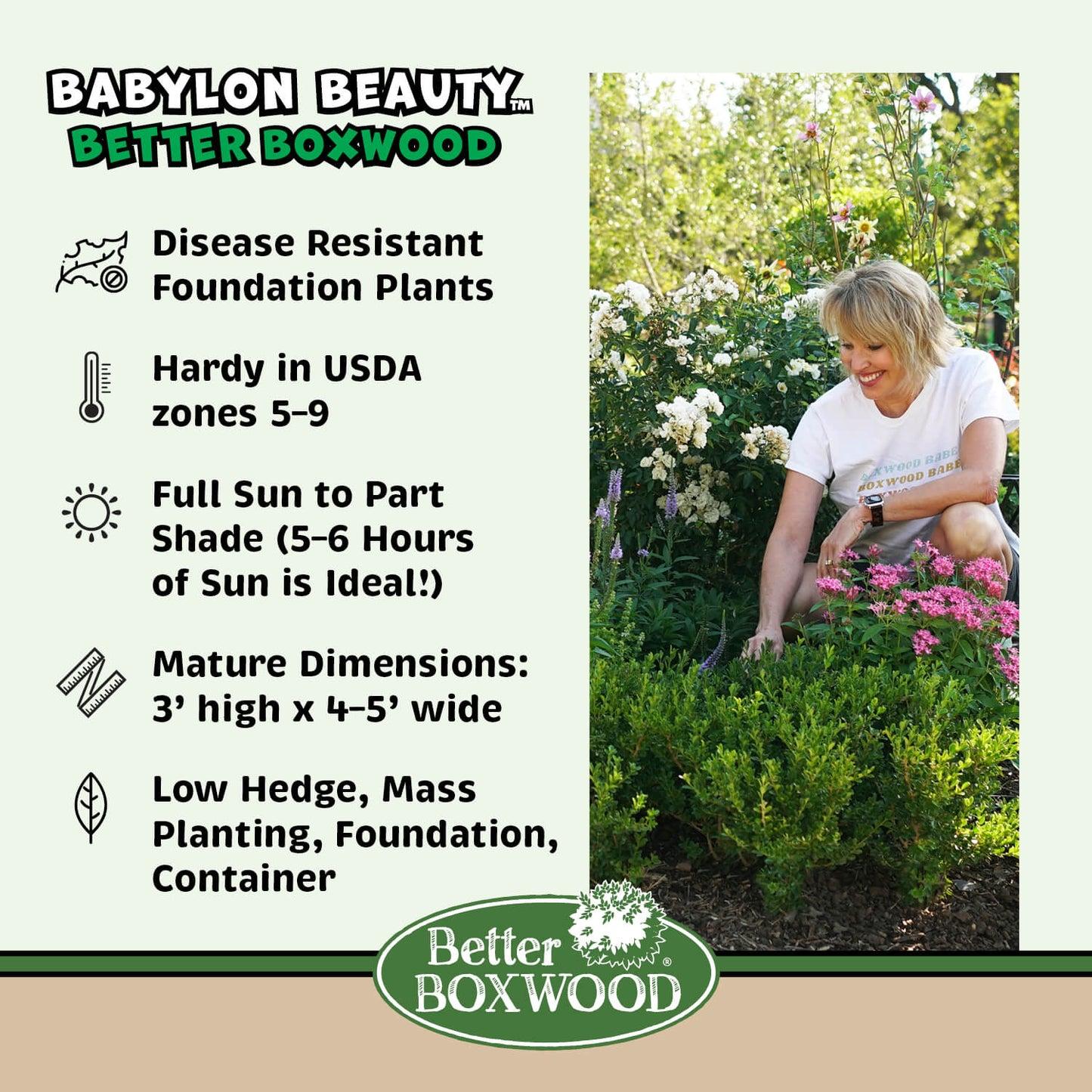 Buxus 'babylon Beauty' - View 17 from www redcrocus com