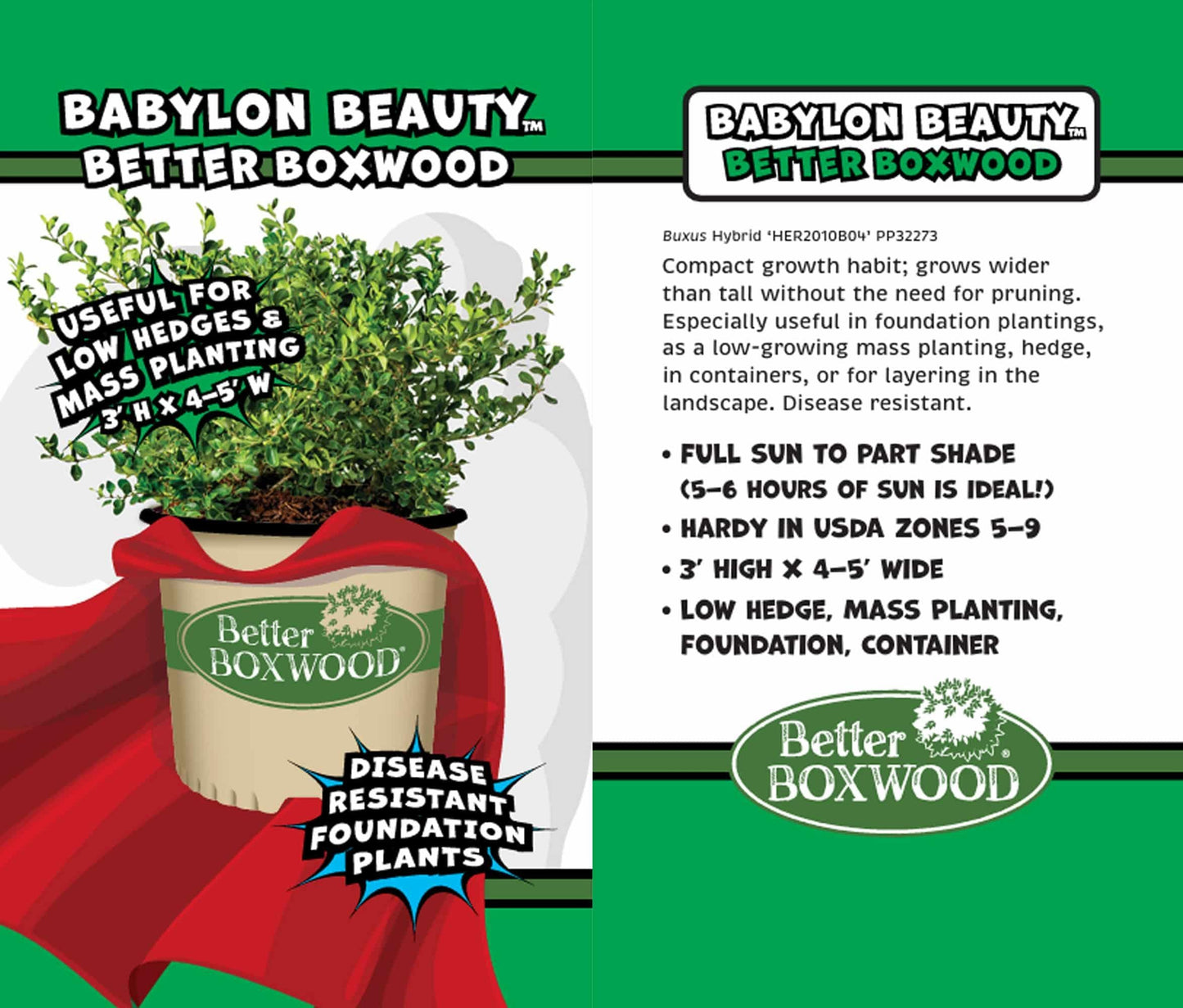 Buxus 'babylon Beauty' - View 18 from www redcrocus com