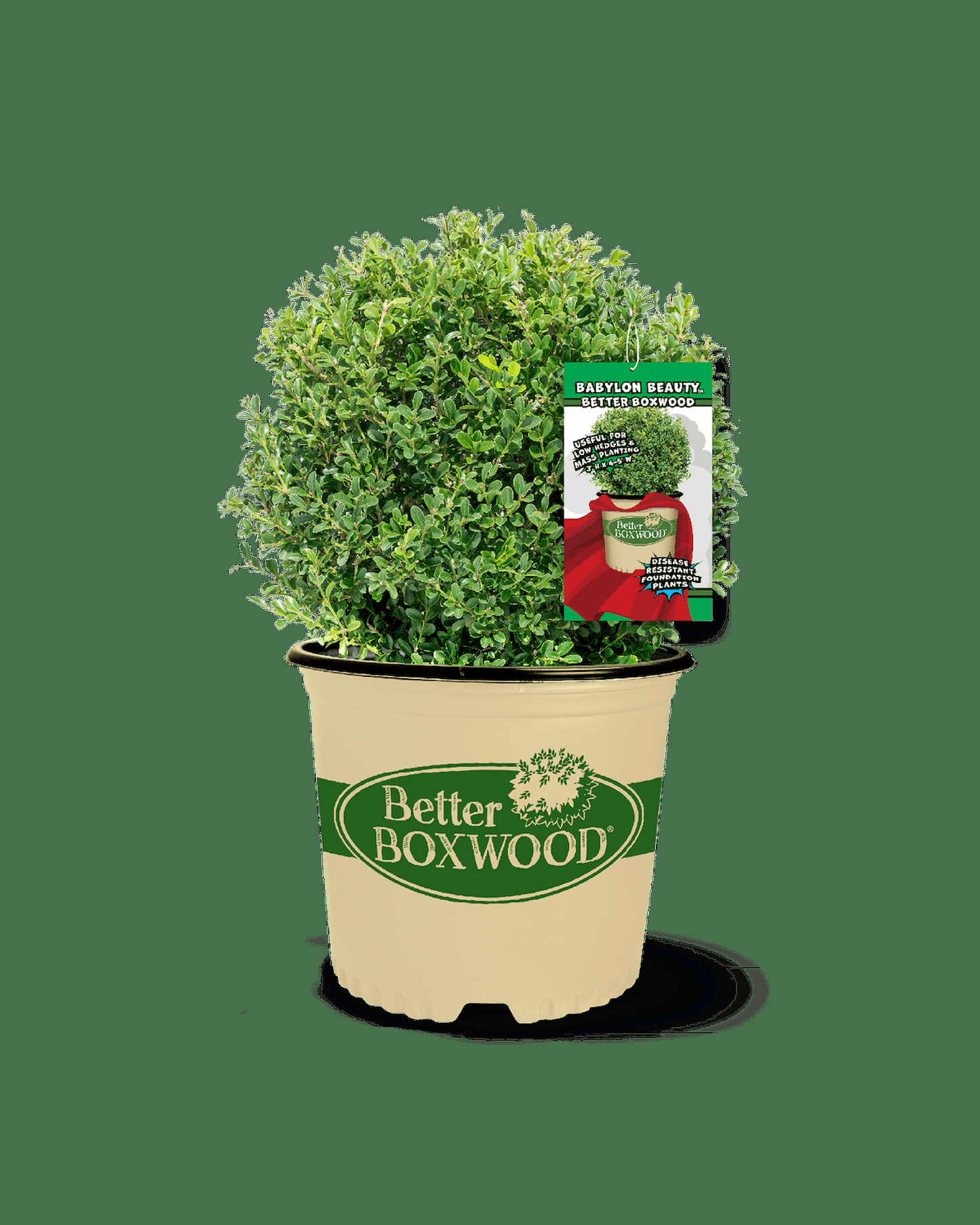 Buxus 'babylon Beauty' - View 19 from www redcrocus com