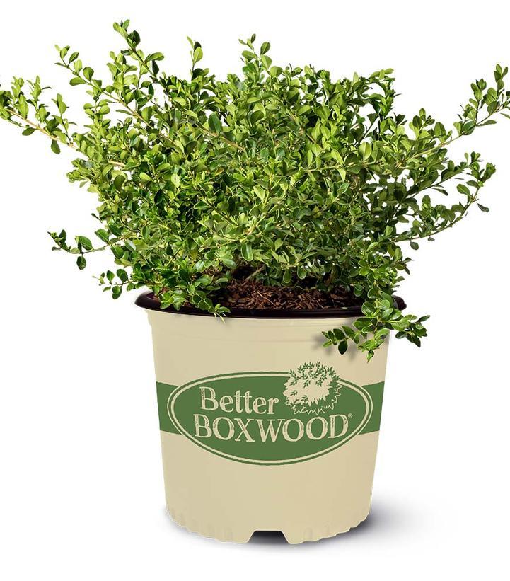 Buxus 'babylon Beauty' - View 1 from www redcrocus com