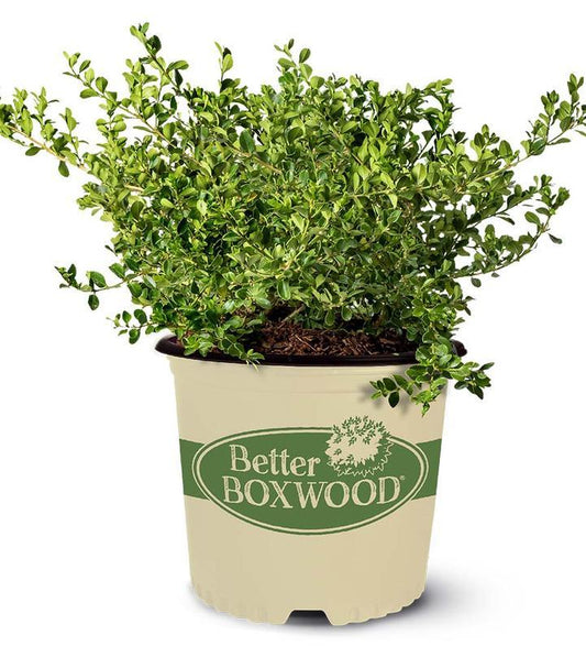 Buxus 'babylon Beauty' - View 1 from www redcrocus com