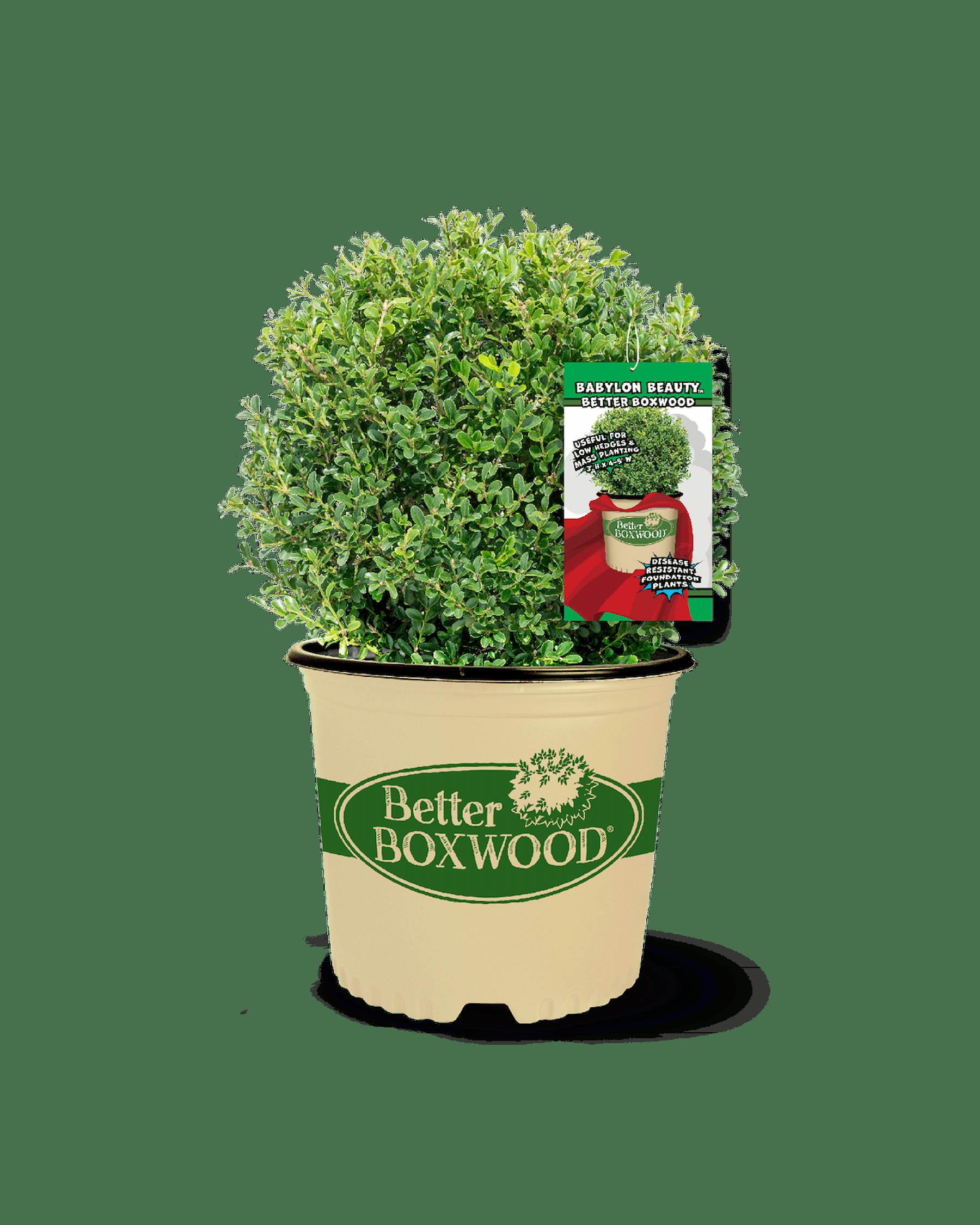 Buxus 'babylon Beauty' - View 21 from www redcrocus com