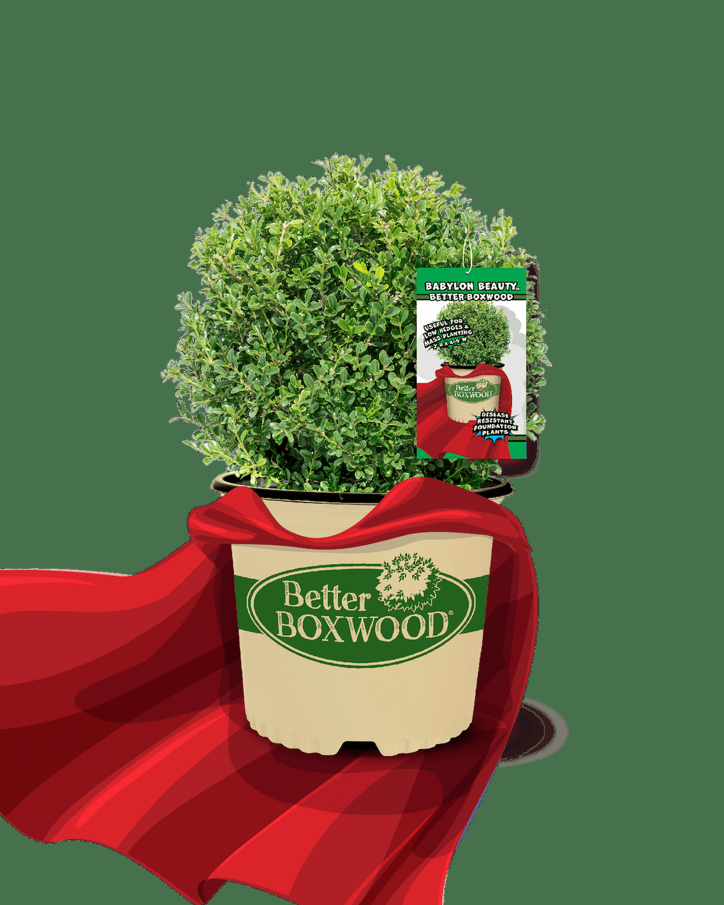 Buxus 'babylon Beauty' - View 22 from www redcrocus com